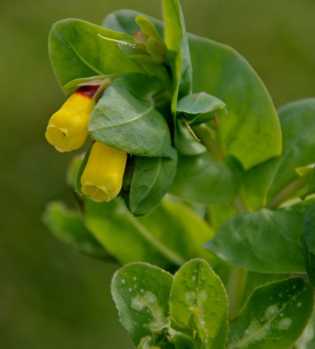 Cerinthe major